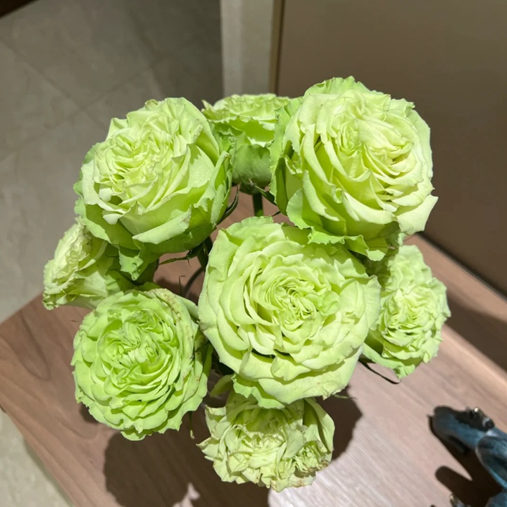1736841380409148.jpg 抹茶 Matcha