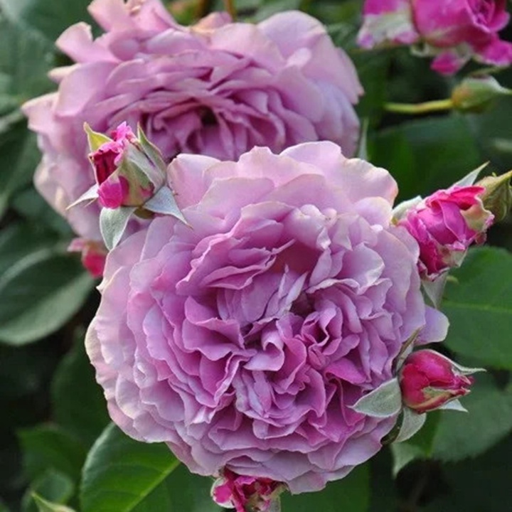 1736842885420222.jpg 梦紫Purple Dream