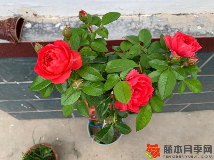 1736843667707418.jpg 月季为什么不建议小苗大盆或大苗小盆