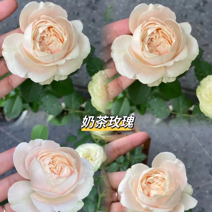 1736907580467595.jpg 奶茶玫瑰 Milk Tea
