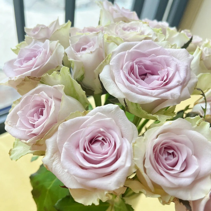 1736910108171229.jpg 海洋之谜 Fifth Avenue