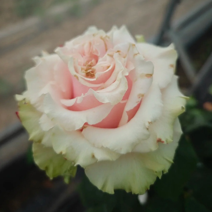 1737177871979110.jpg 原野希望 Espérance