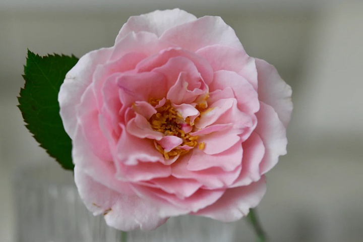 1737188867375736.jpg 圣徒路易斯 Louise de Marillac