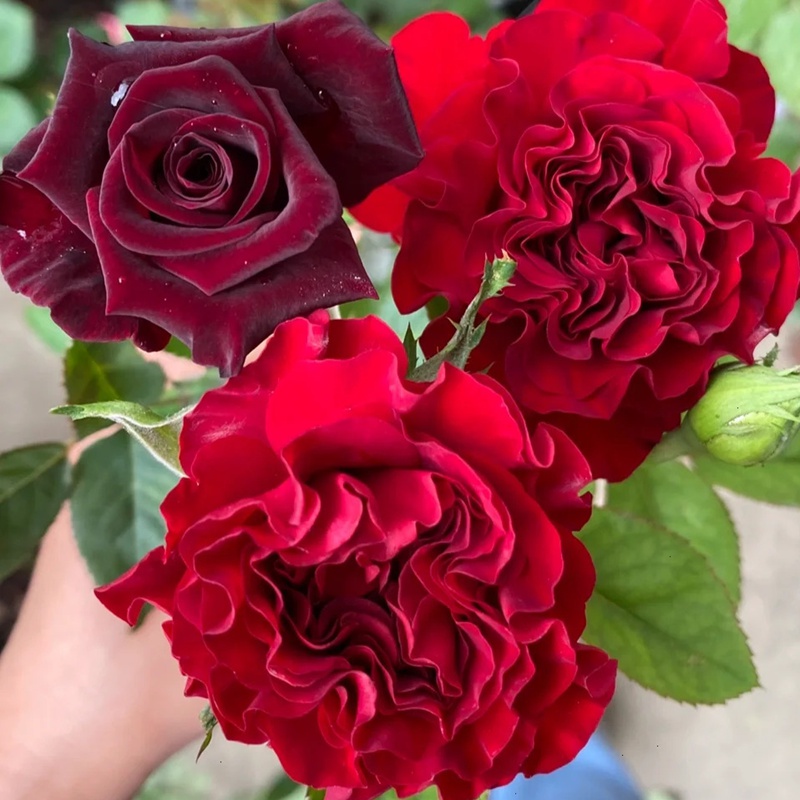 1737714667837075.jpg 我心永恒 Hearts