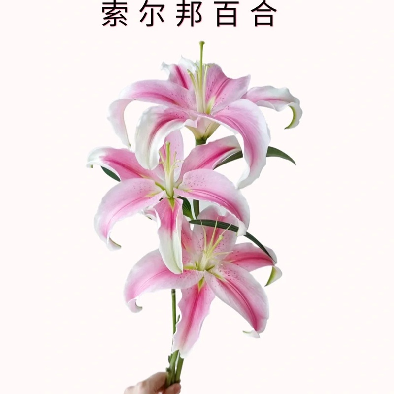 1737871893745956.jpg 索尔邦百合花的寓意及象征