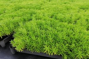佛甲草籽几天能发芽