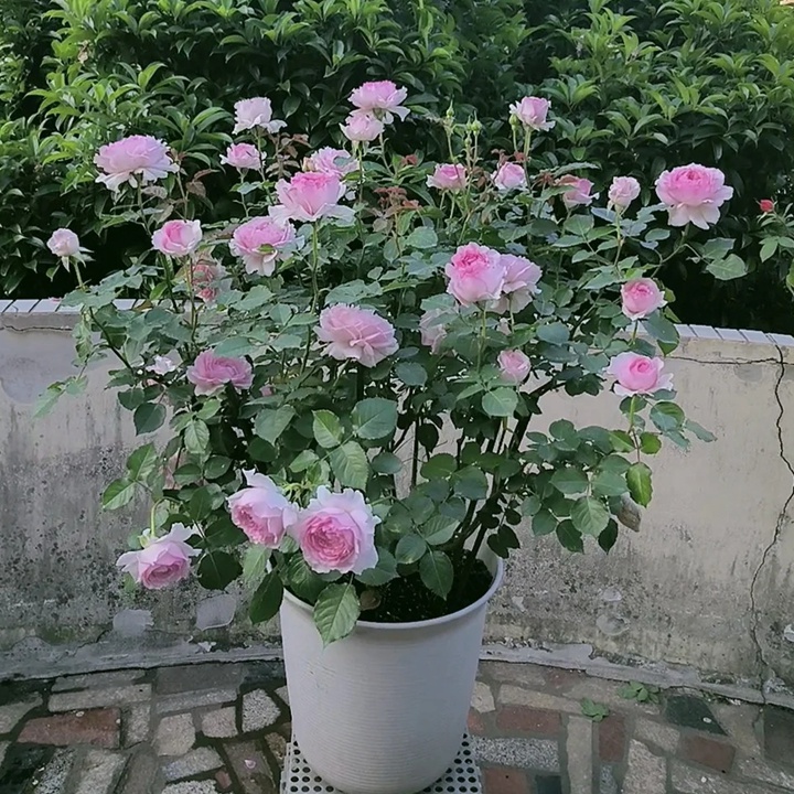 1738736973419464.jpg 尤里迪茜 Euridice