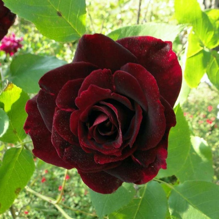 1738737595335943.jpg 黑夫人/黑衣淑女 Black Lady