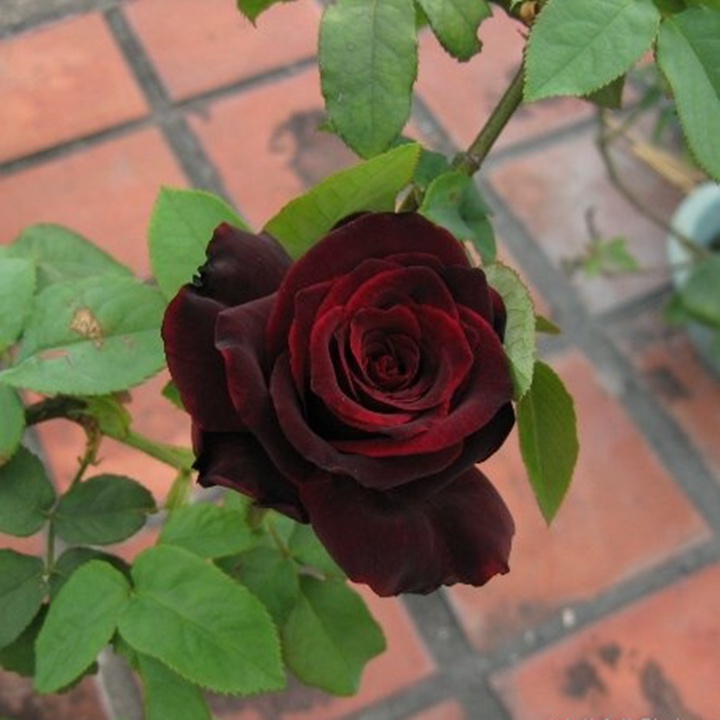1738737595764590.jpg 黑夫人/黑衣淑女 Black Lady
