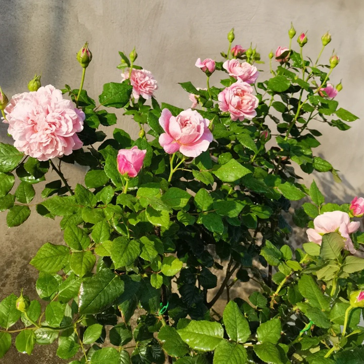1738821900984671.jpg 图雅斯酒庄 La Terrasse