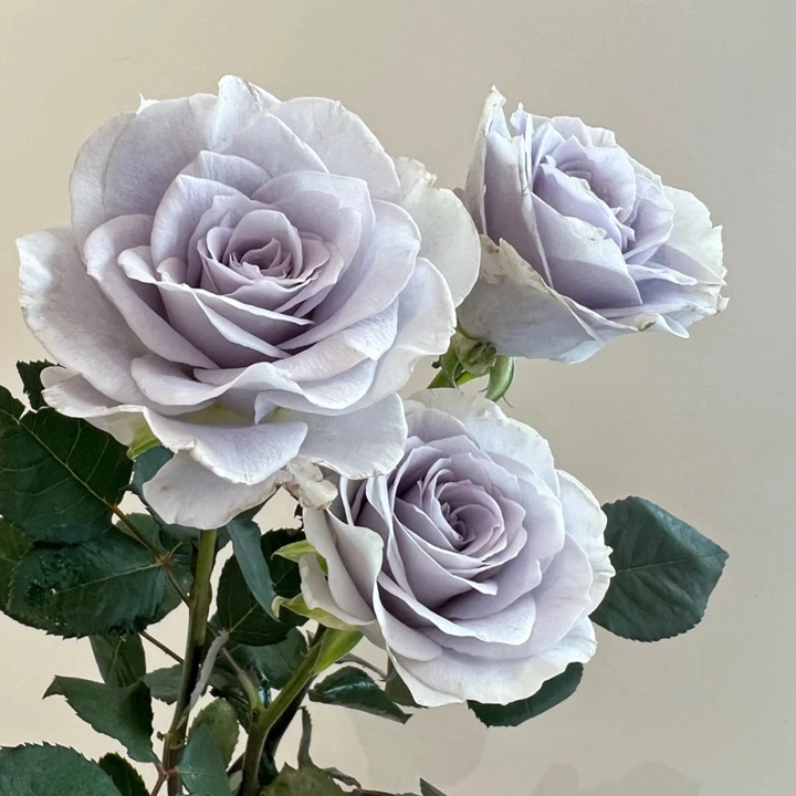 1738825252492417.jpg 蓝色引力 Blue gravity