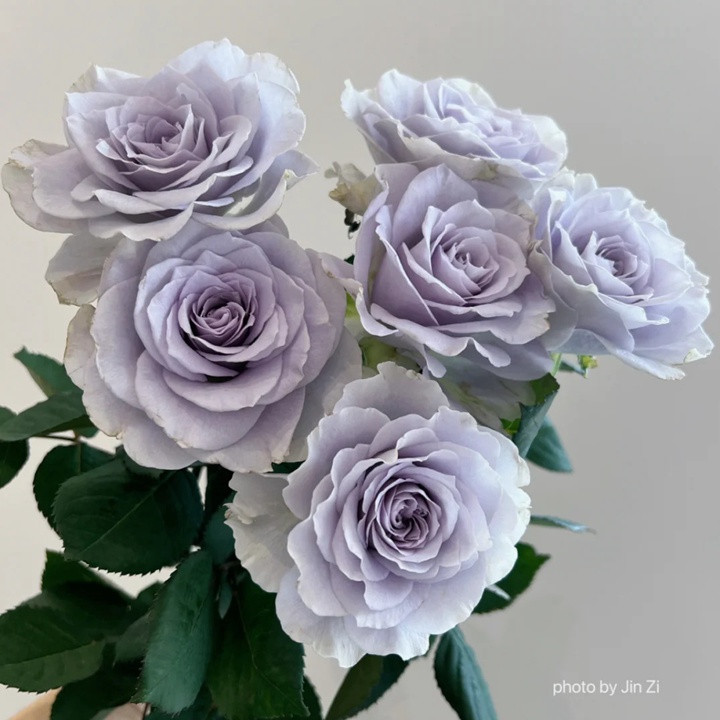 1738825252500289.jpg 蓝色引力 Blue gravity