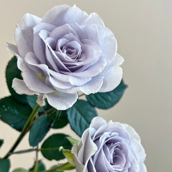1738825252787883.jpg 蓝色引力 Blue gravity