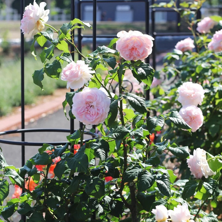 1738825567190585.jpg 夏莉法阿斯玛 Sharifa Asma