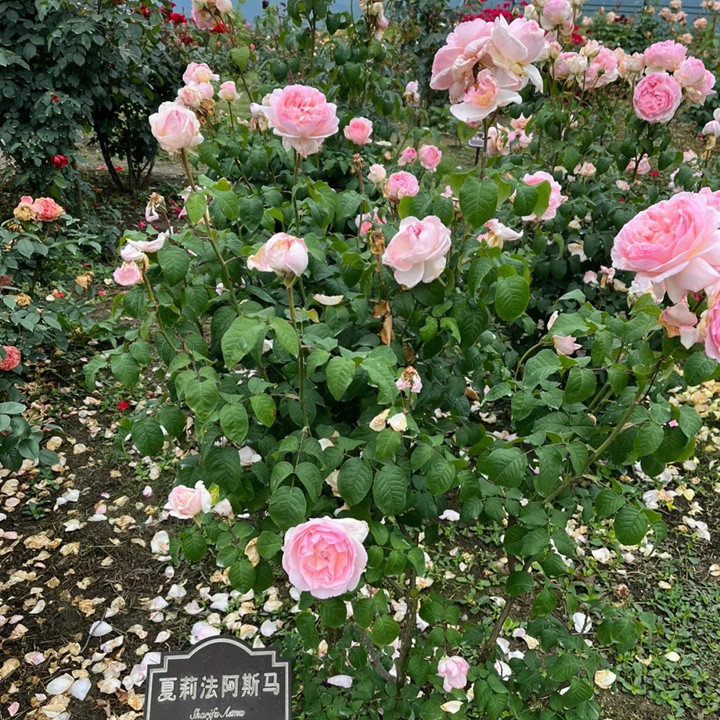 1738825567282556.jpg 夏莉法阿斯玛 Sharifa Asma