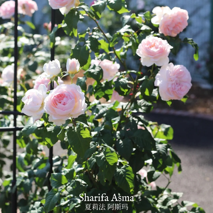 1738825567645910.jpg 夏莉法阿斯玛 Sharifa Asma