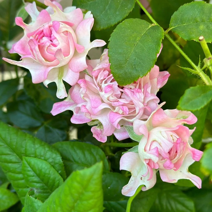 1738830001247542.jpg 基奇海葵 Kitch
