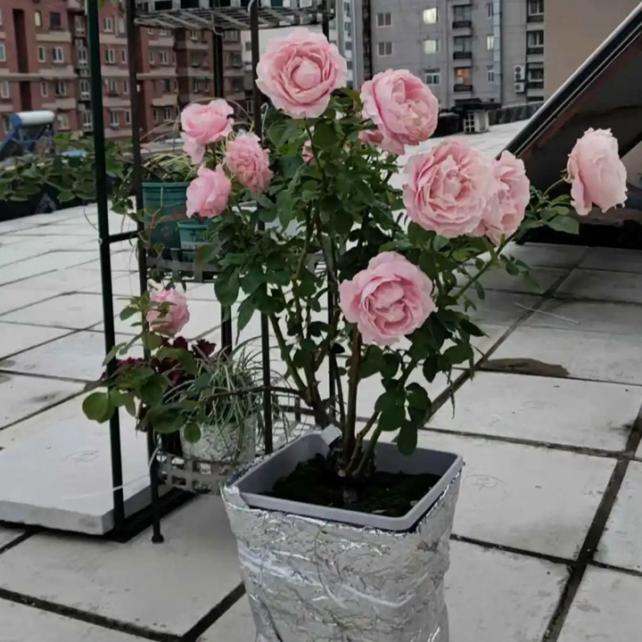 1738830938229430.jpg 四花 All four boughet