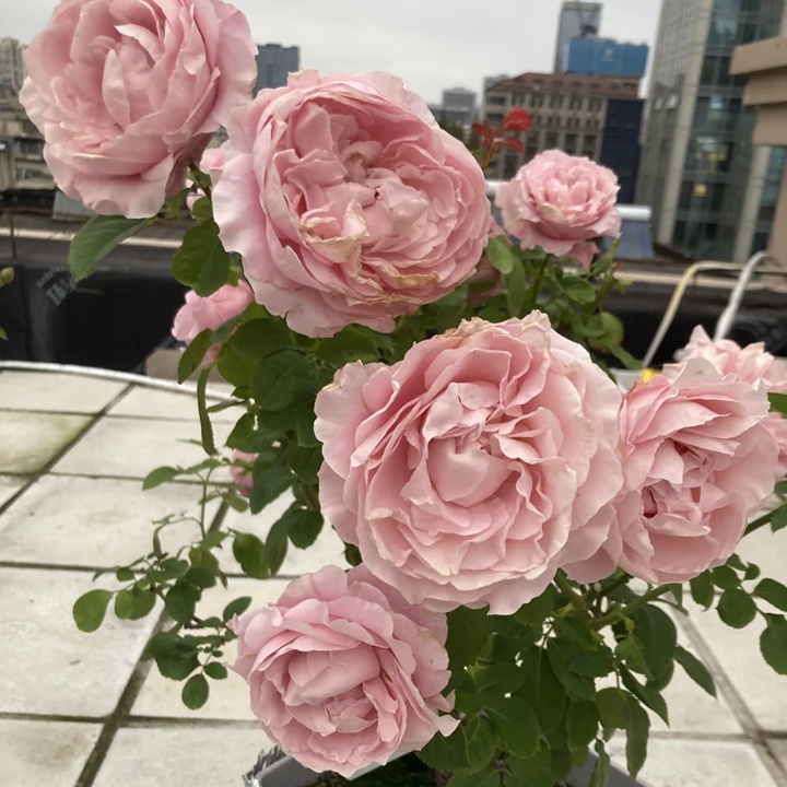 1738830938628800.jpg 四花 All four boughet