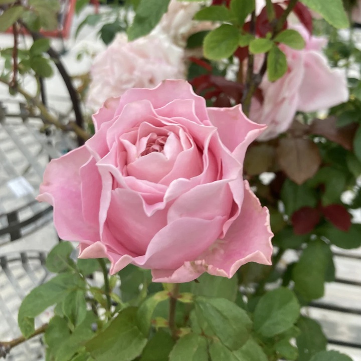 1738830938830827.jpg 四花 All four boughet