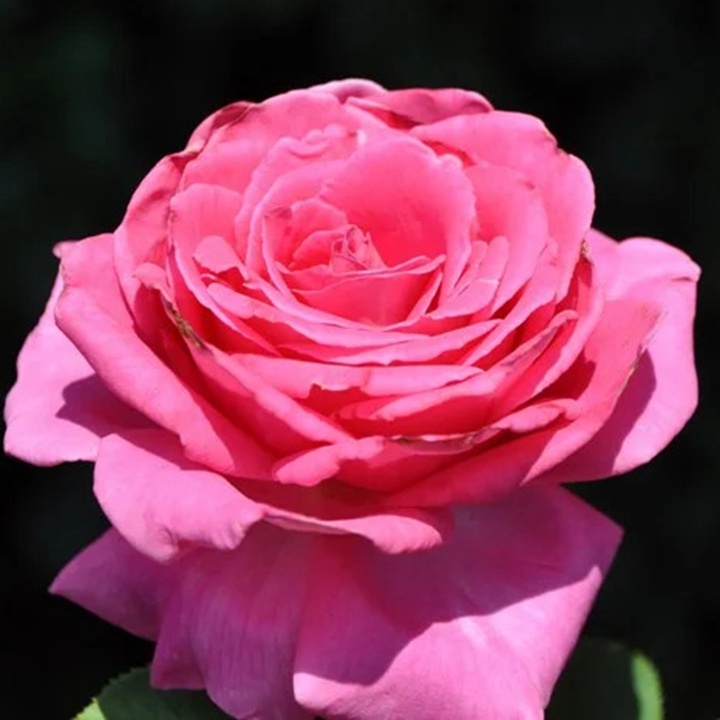 1738831140127456.jpg 芳香爱人 Fragrant Lady