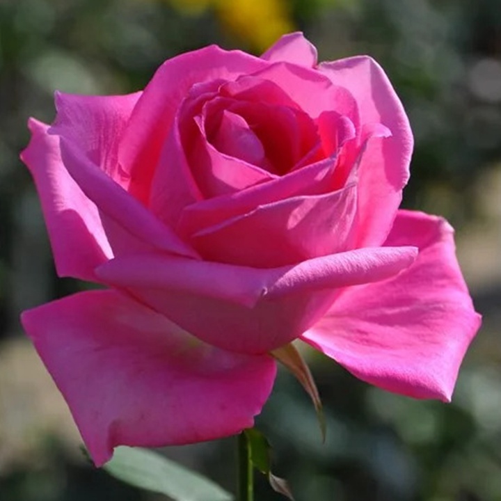 1738831140530345.jpg 芳香爱人 Fragrant Lady
