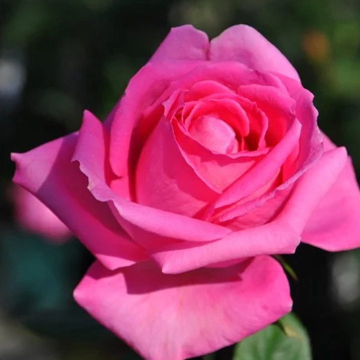 1738831140871180.jpg 芳香爱人 Fragrant Lady