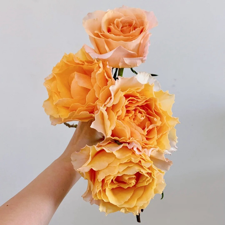 1738831550256593.jpg 桃色舞裙 Campanella Peach