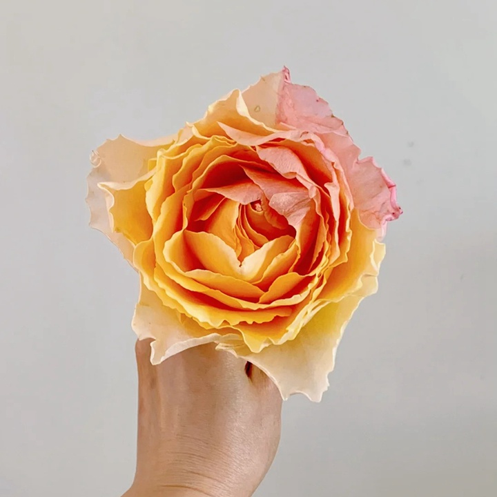 1738831550733696.jpg 桃色舞裙 Campanella Peach