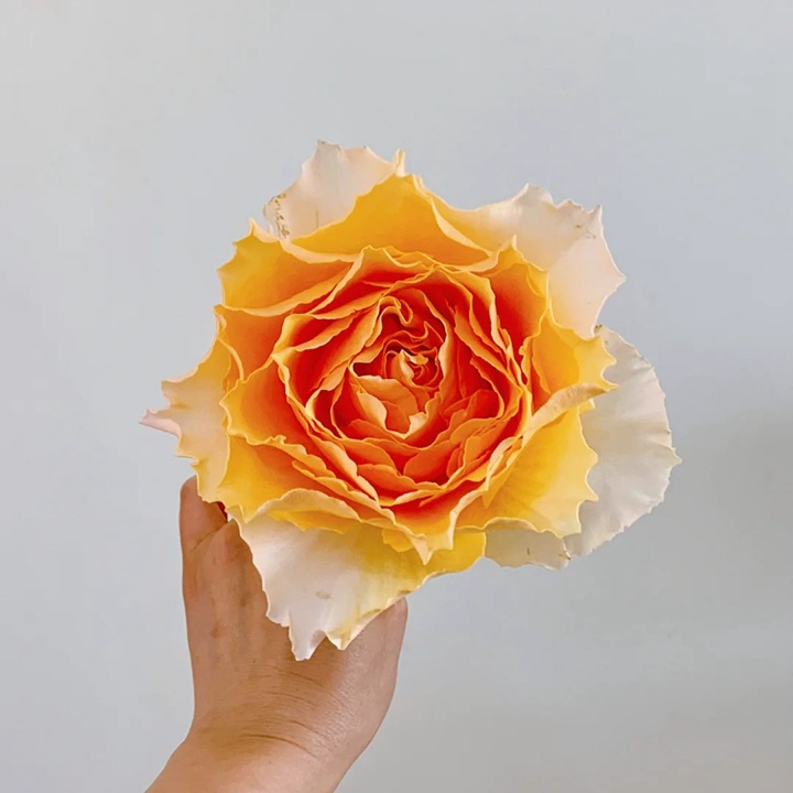 1738831550822846.jpg 桃色舞裙 Campanella Peach
