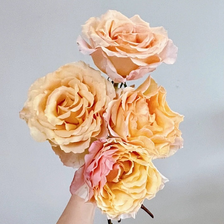 1738831550922005.jpg 桃色舞裙 Campanella Peach