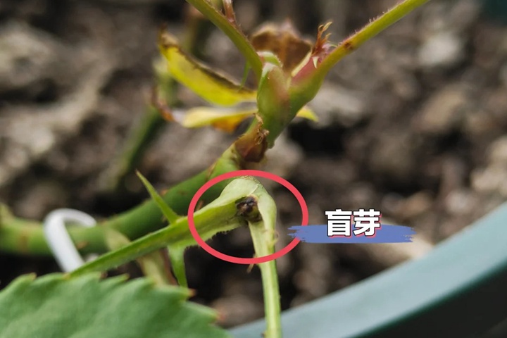 1739511913488939.jpg 月季盲芽点和正常芽点区别