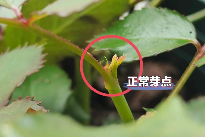 1739512736300609.jpg 月季盲枝盲芽图解