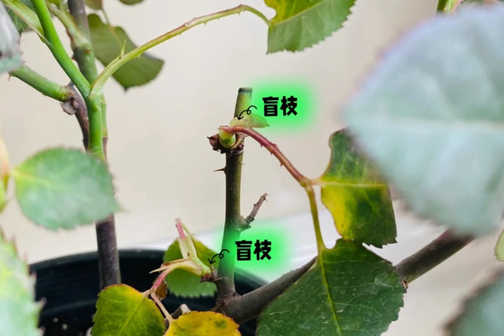 1739512736963148.jpg 月季盲枝盲芽图解