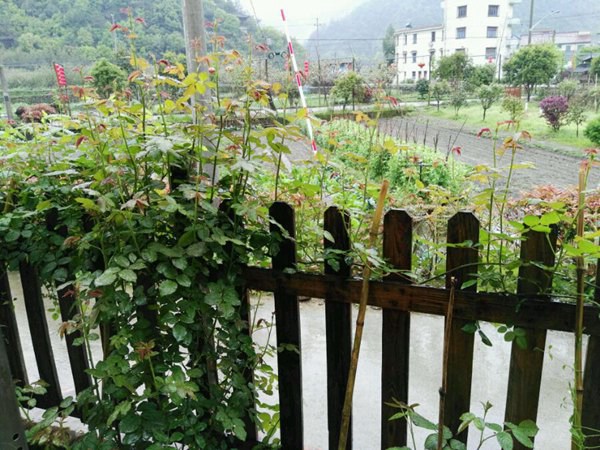 1739861406806025.jpg 月季薰衣草花环为何不开花