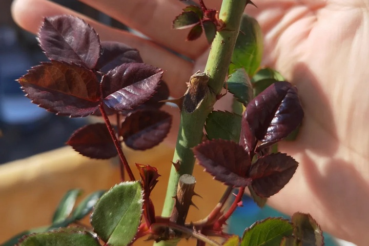 1739945815278247.jpg 月季叶子变红的原因