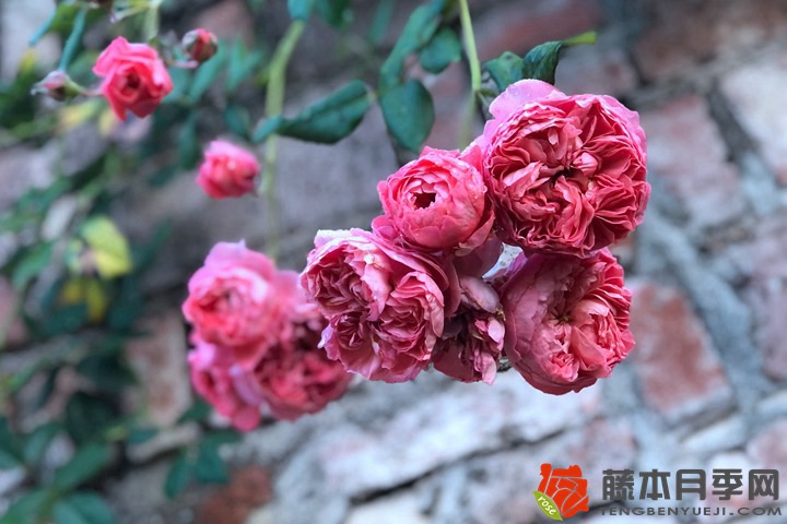 1739949780587086.jpg 怎样判断月季该浇水了