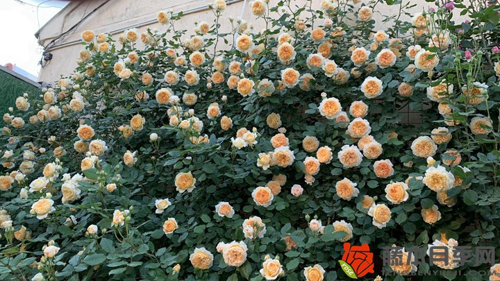 1739951109844361.jpg 怎样让月季花多开花