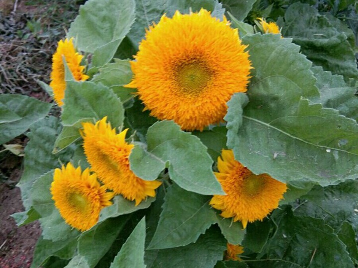 1740034696200864.jpg 七月开花的草花有哪些