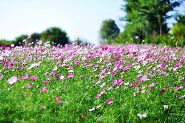1740034807947212.jpg 七月开花的草花有哪些