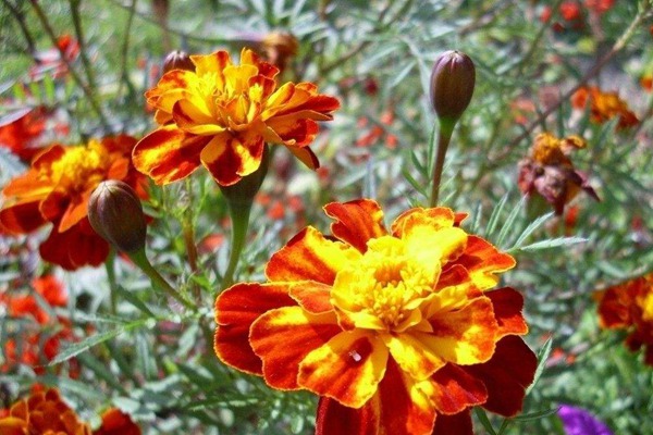 1740034845488350.jpg 七月开花的草花有哪些