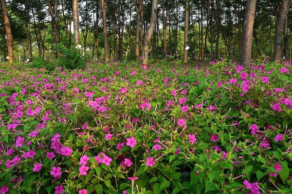 1740034900777760.jpg 七月开花的草花有哪些