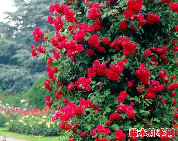 1740364426342364.jpg 朱墨双辉月季是多头吗