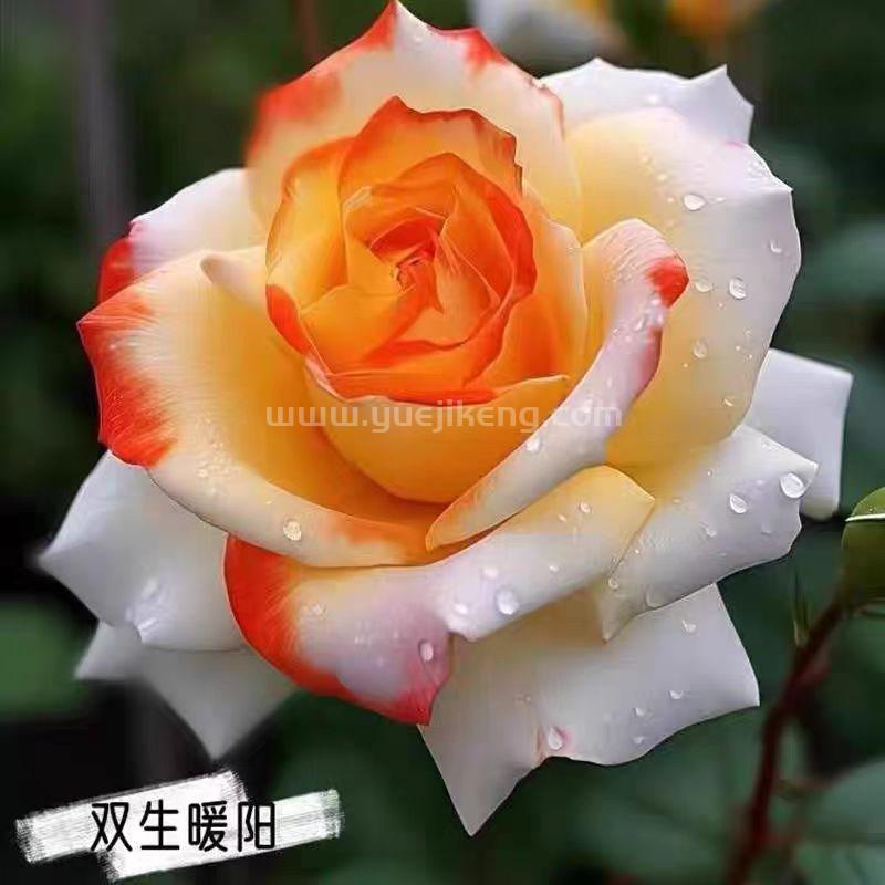 双生暖阳2.jpg 侮辱智商的月季品种