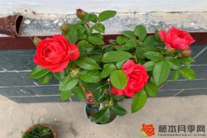 月季小苗当年能开花吗