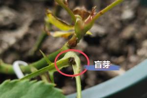 月季长出新芽全是盲芽怎么办