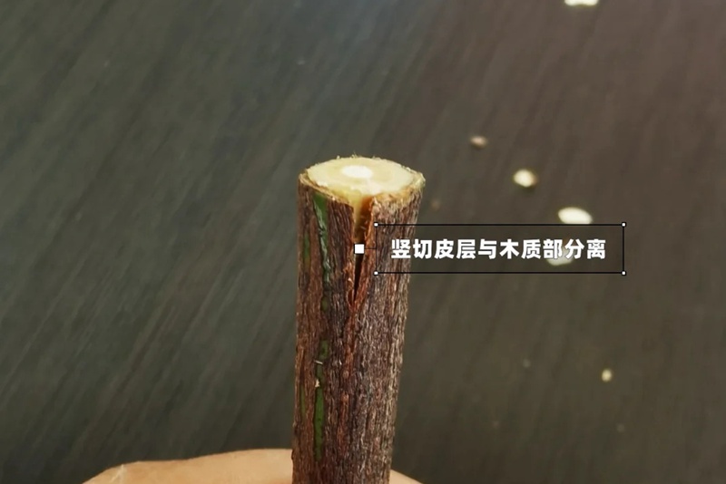 1742026441100091.jpg 月季嫁接技术大全(多图详解)