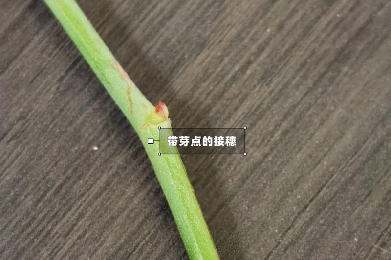 1742026441249853.jpg 月季嫁接技术大全(多图详解)