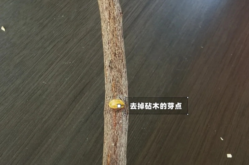 1742026441591738.jpg 月季嫁接技术大全(多图详解)