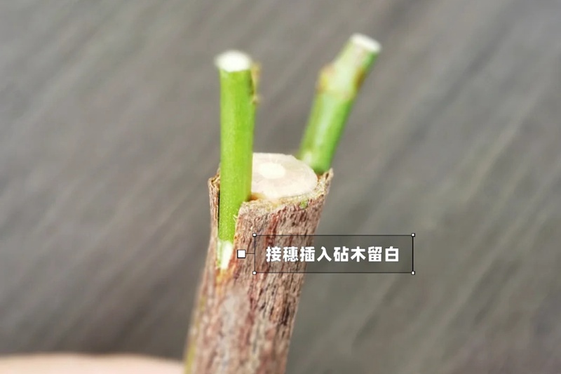 1742026441597307.jpg 月季嫁接技术大全(多图详解)